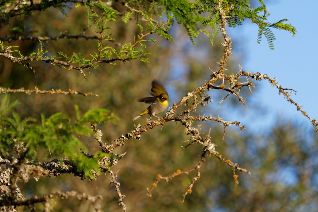 03 - Bontebok NP (11).jpg